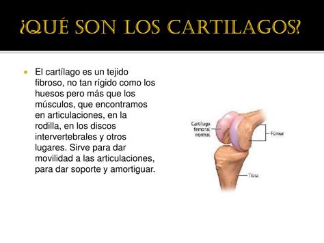 PPT Cartilagos Y Articulaciones PowerPoint Presentation Free