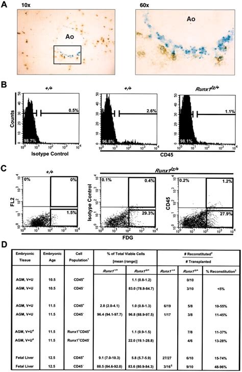 Runx Expression Marks Long Term Repopulating Hematopoietic Stem Cells