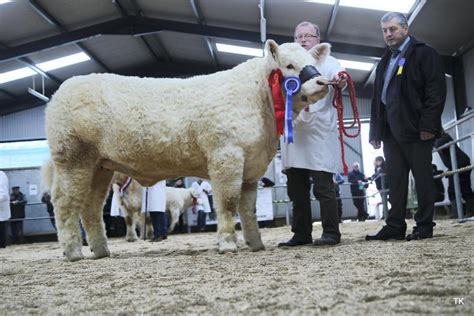 In Pictures Elite Charolais Heifer Sale Peaks At 14 500 30 November