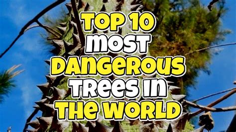 Top Ten Most Dangerous Trees In The World Youtube