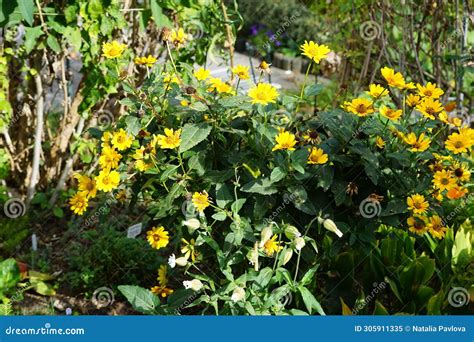 Silene Latifolia Subsp Alba And Heliopsis Helianthoides Bloom In