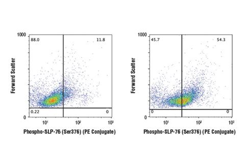 Phospho Slp Ser D D E Rabbit Mab Pe Conjugate Cell