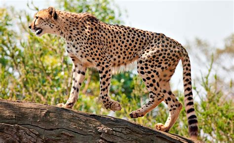 Galería de imágenes Los animales más rápidos del mundo