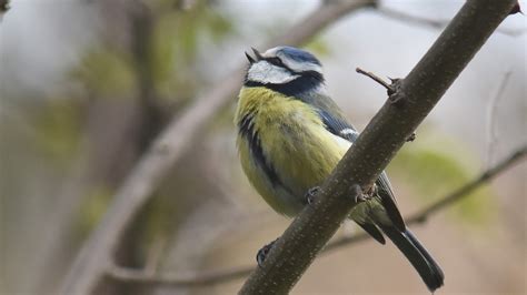 Mésange bleue mâle Jacques Dalmau Flickr