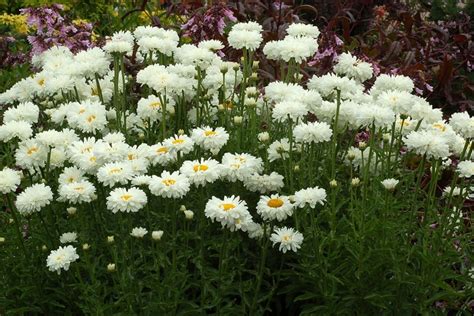 Leucanthemum X Superbum Victorian Secret Shasta Daisy Ebert S