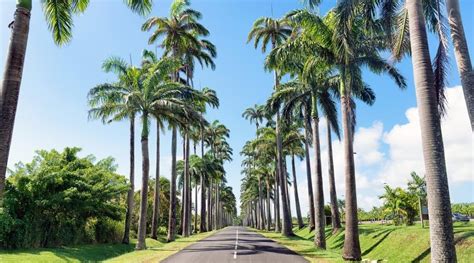 35 Types of Palm Trees That Grow Well in Florida