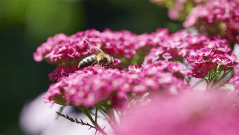 Bienenfreundliche Stauden Gartenzauber