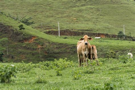 Ganado Pastando En El Pasto Con Monta As Al Fondo Bueyes Vacas Y