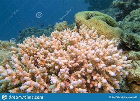 Recife Colorido De Coral Picturesco No Fundo Do Mar Tropical Grande