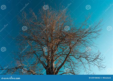 Naked Aspen Tree In The Evening Light Stock Photo Image Of Kveldslys