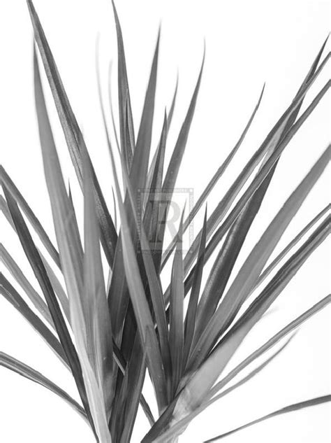 Assaf Frank 30 X 40 In Open Giclee Canvas Dracaena Noir Assaf Frank