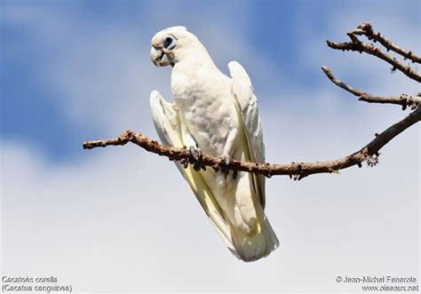 Cacatoès Corella Jefe331729