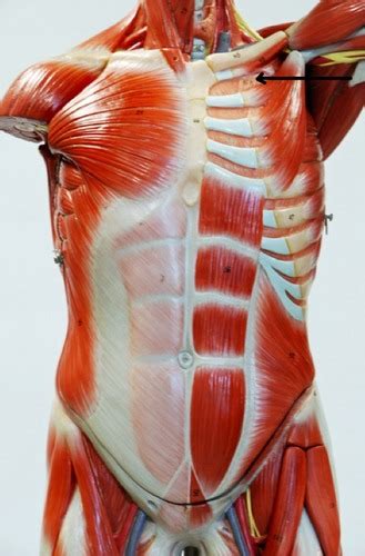 ID Muscles Torso Flashcards Quizlet