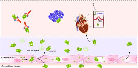 Pathophysiology Of Avws A Increased Clearance Of Vwf Or Inhibition Download Scientific