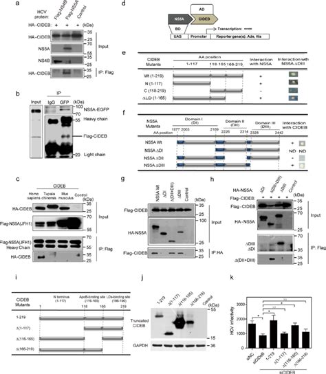 Cideb Interacts With The Hcv Ns A Protein And The N Terminus Of Cideb