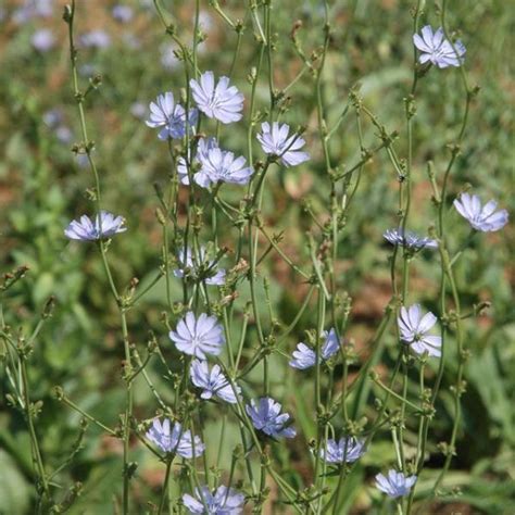 Food Plot Species Profile Chicory Nda Food Plot Chicory Healthy