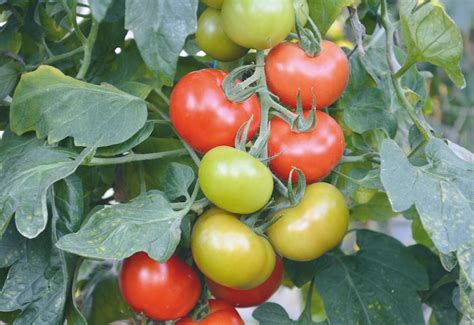 Tomatoes That Beat Blight Suttons Gardening Grow How