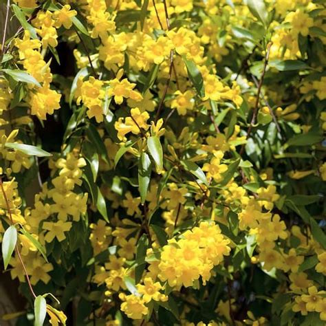 National Plant Network 225 Gal Carolina Jessamine 1 Plant Hd6036