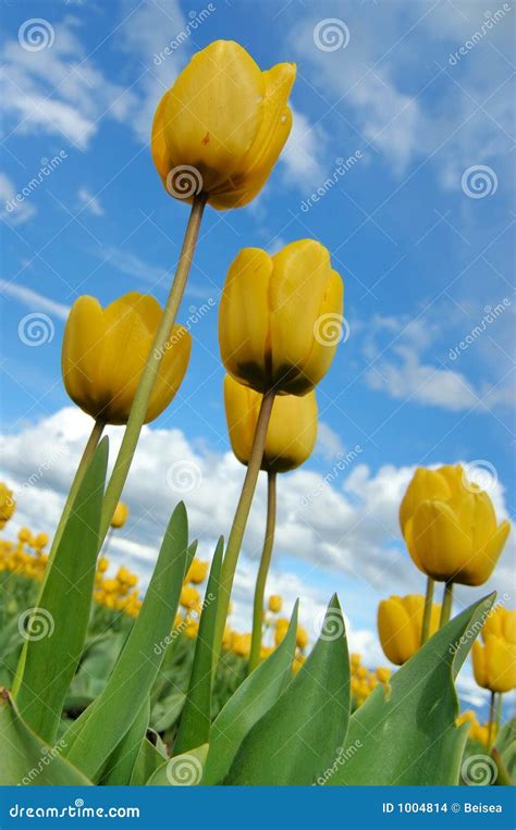 Mening Van Gele Tulpen Van Onder Stock Foto Image Of Groen Gebied