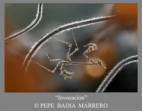 Imágenes premiadas en el VI CONCURSO DE FOTOGRAFIA DE NATURALEZA Y