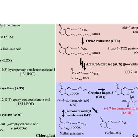 Ja Signaling Ja Perception And Signal Transduction Take Place In The