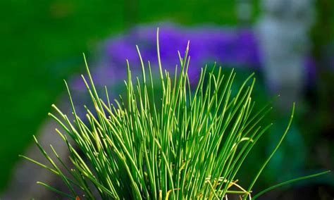 How To Grow Chives From Seed A Detailed Planting To Harvesting Guide