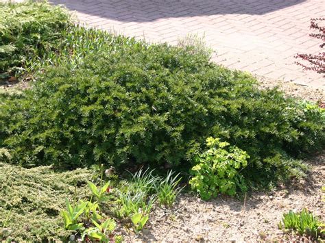 Tafeleibe Kisseneibe Bodendeckereibe Taxus Baccata Repandens