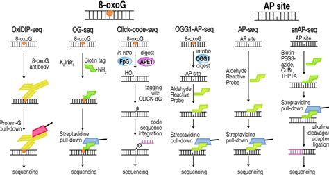 The Genomics Of Oxidative DNA Damage Repair And Resulting Mutagenesis