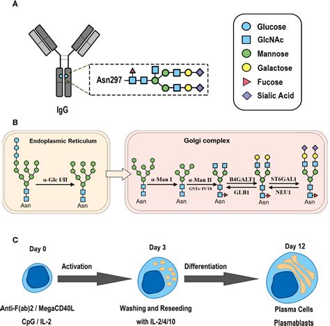 Frontiers Cytokines In The Immune Microenvironment Change The