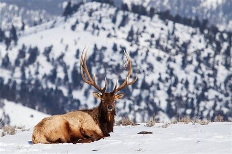 Yellowstone Winter Wildlife Safari From Gardiner | PT