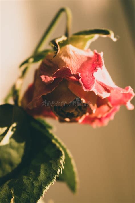 Dry Red Rose In Warm Sunlight Dead Flowers Faded Rose Bouquet Close