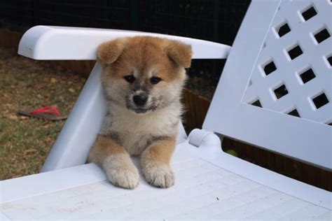 Vendita Cucciolo Akita Inu Da Allevamento A Como Prenotazioni Cuccioli