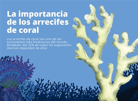 La Importancia De Los Arrecifes De Coral Fundaci N Aquae