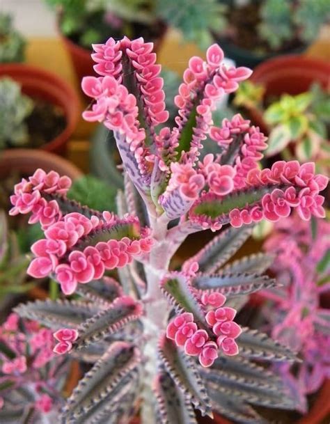 Kalanchoe Planta Viva Para Plantar Planta De Mariposa Rosa Kalanchoe