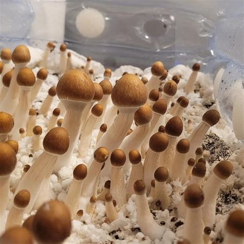 Day 8 Fc Golden Halo Mushrooms Rshroomers