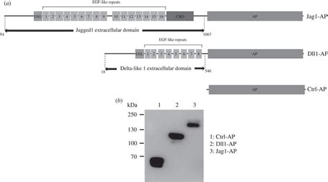 Production Of Recombinant Proteins A Extracellular Domain Of Murine Download Scientific