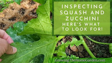 Squash And Zucchini Growing Tips Common Problems To Watch Out For