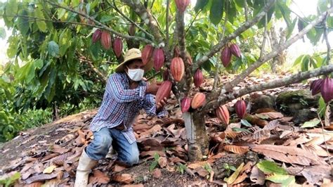 Líderes Del Cacao Impulsan Producción Sostenible Y Rentable En