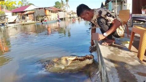 Buaya Riska Direlokasi Muncul Fenomena Aneh Di Sungai Guntung Pak