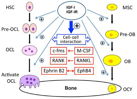 Autocrine And Paracrine Actions Of Igf I Signaling In Skeletal