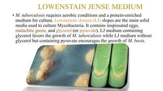 mycobacterium tuberculosis tb pptx