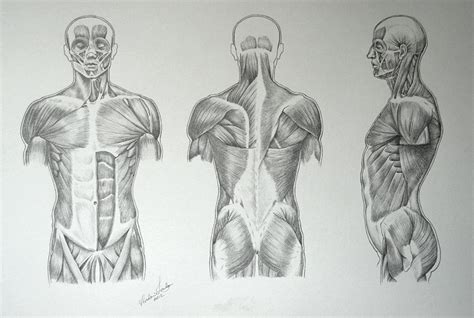 Muscles Of The Torso Drawing / Video Lessons Of Drawing Painting How To ...