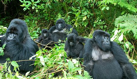 Gorilla Families in Bwindi Impenetrable National Park | Gorilla Tours ...