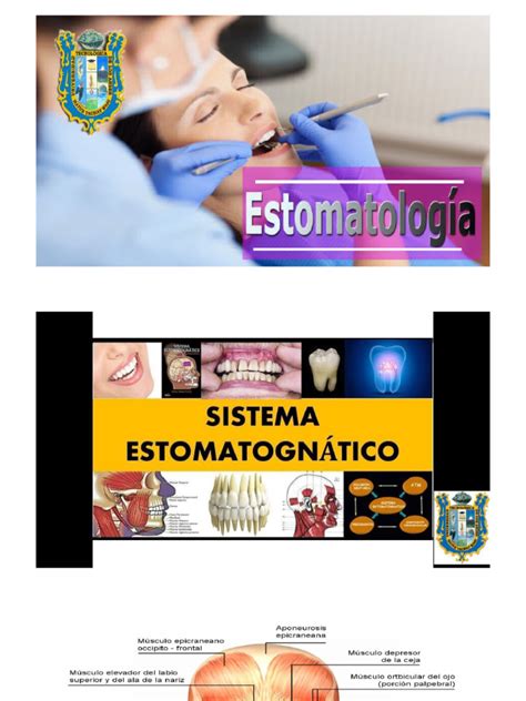 Sistema Estomatognatico - Musculatura | PDF | Anatomía | Anatomía humana