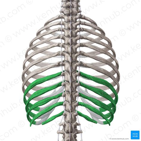 Ribs Anatomy Ligaments And Clinical Notes Kenhub