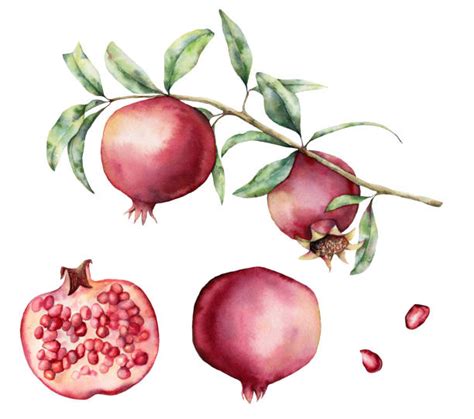 2,300+ Pomegranate Watercolor Stock Photos, Pictures & Royalty-Free ...