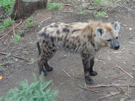 Spotted Hyena | ZooChat