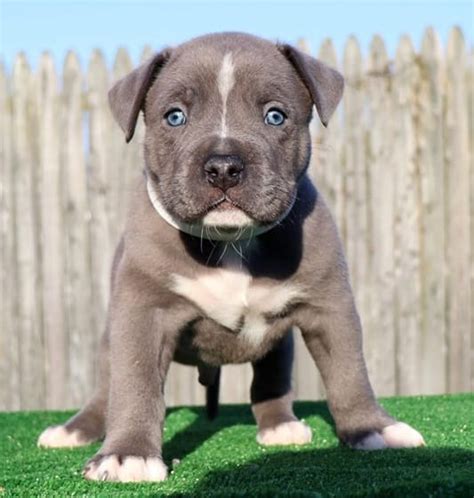 Xl Pitbull Puppies For Sale Pit Bull Puppies Available Now