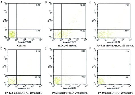 Parthenolide Inhibited Hle Cells From H 2 O 2 Induced Apoptosis The