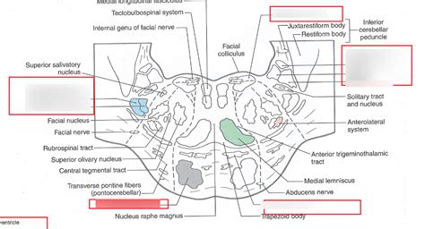 Caudal Pons Diagram Quizlet